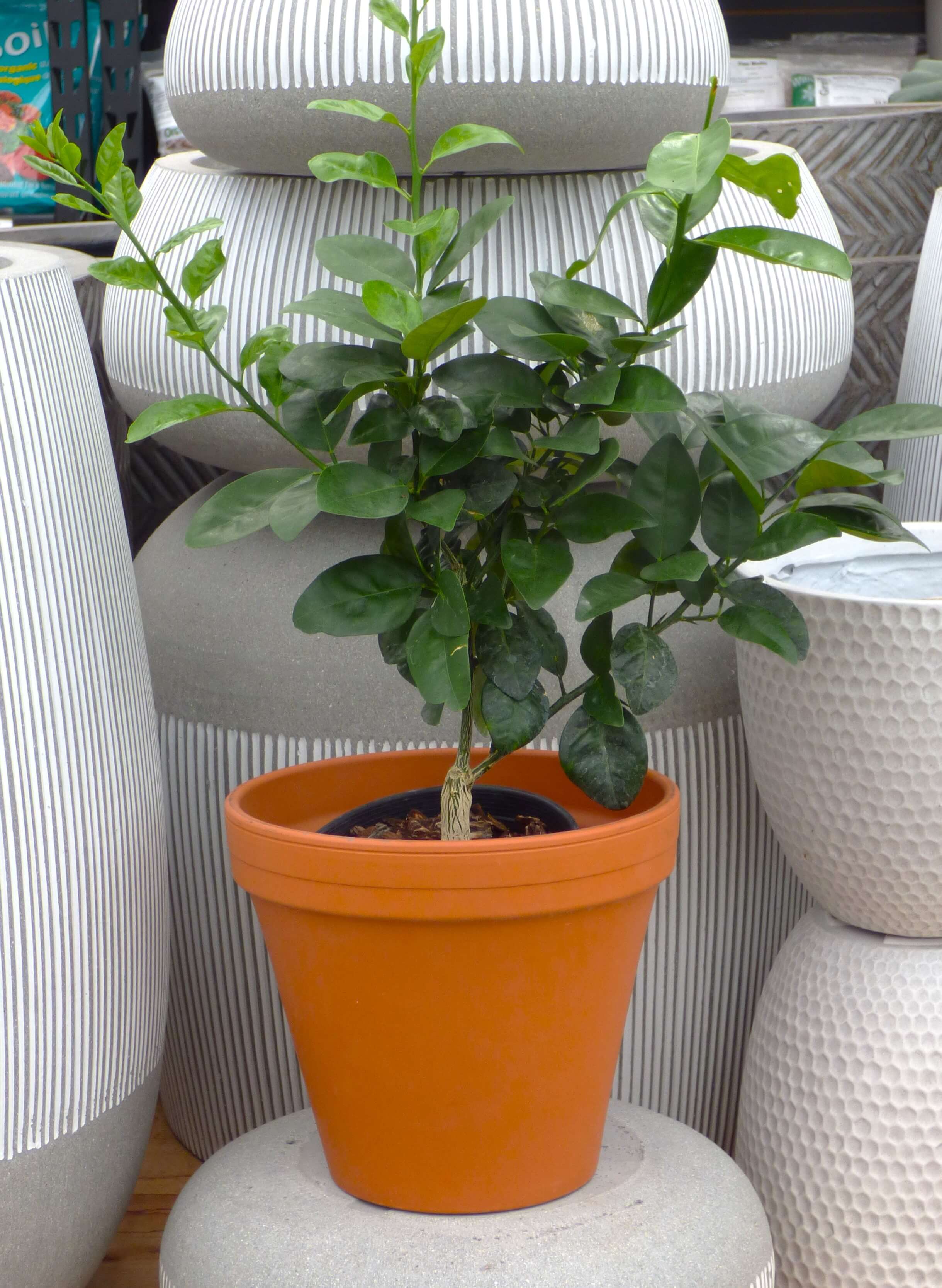 Citrus plant in terracotta container