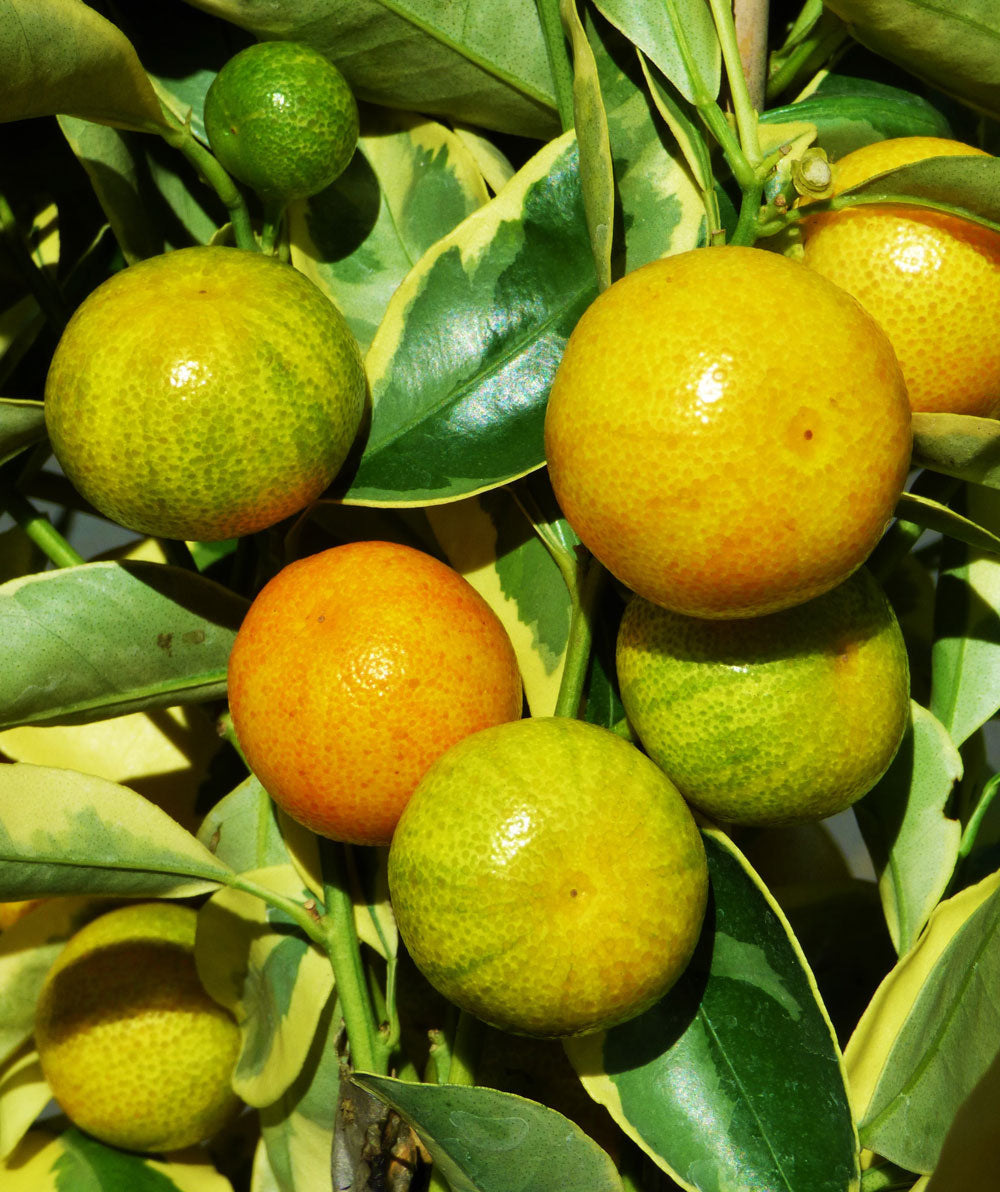 Variegated Calamondin Orange