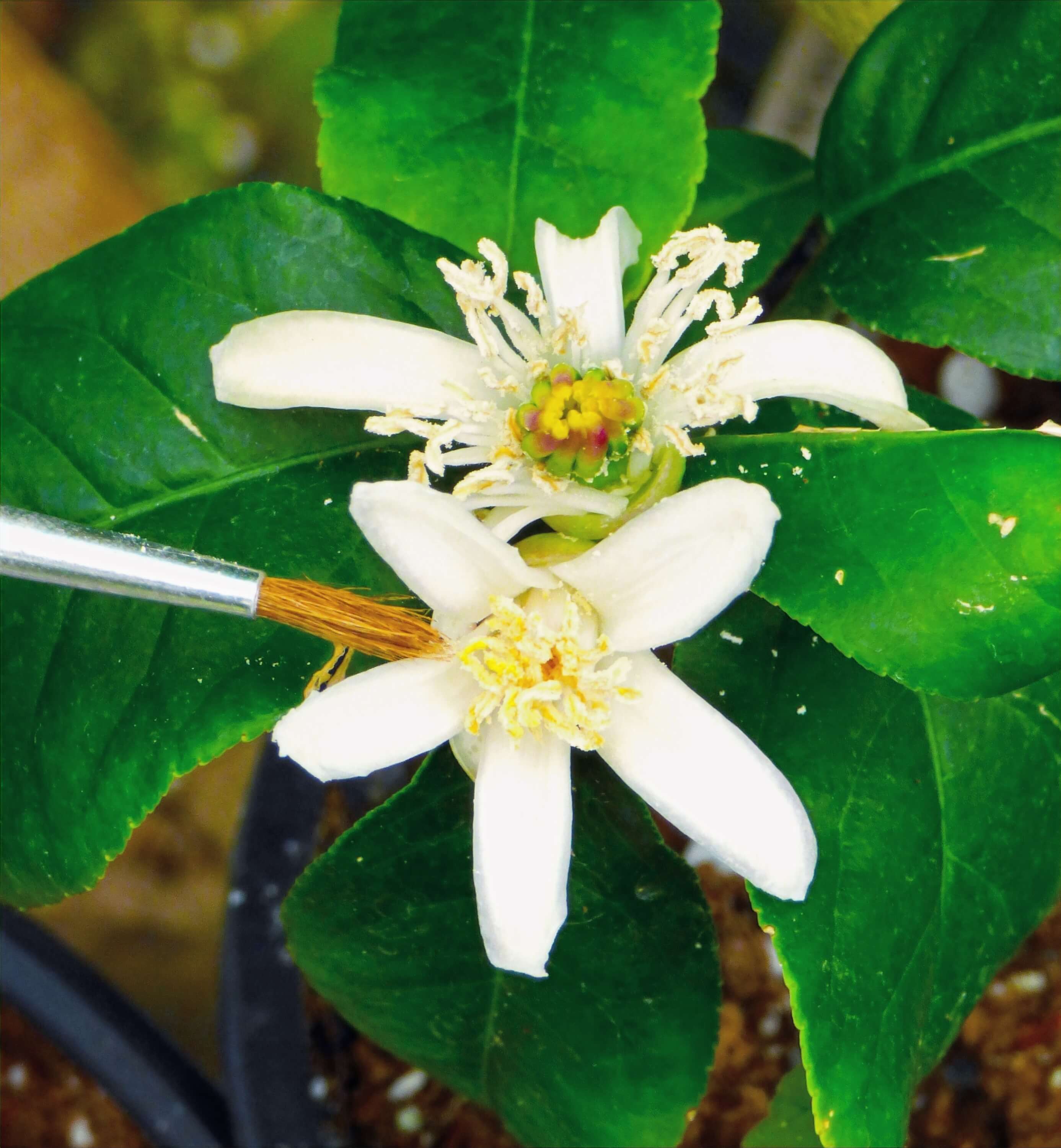 Citrus Plant Cross-Pollination