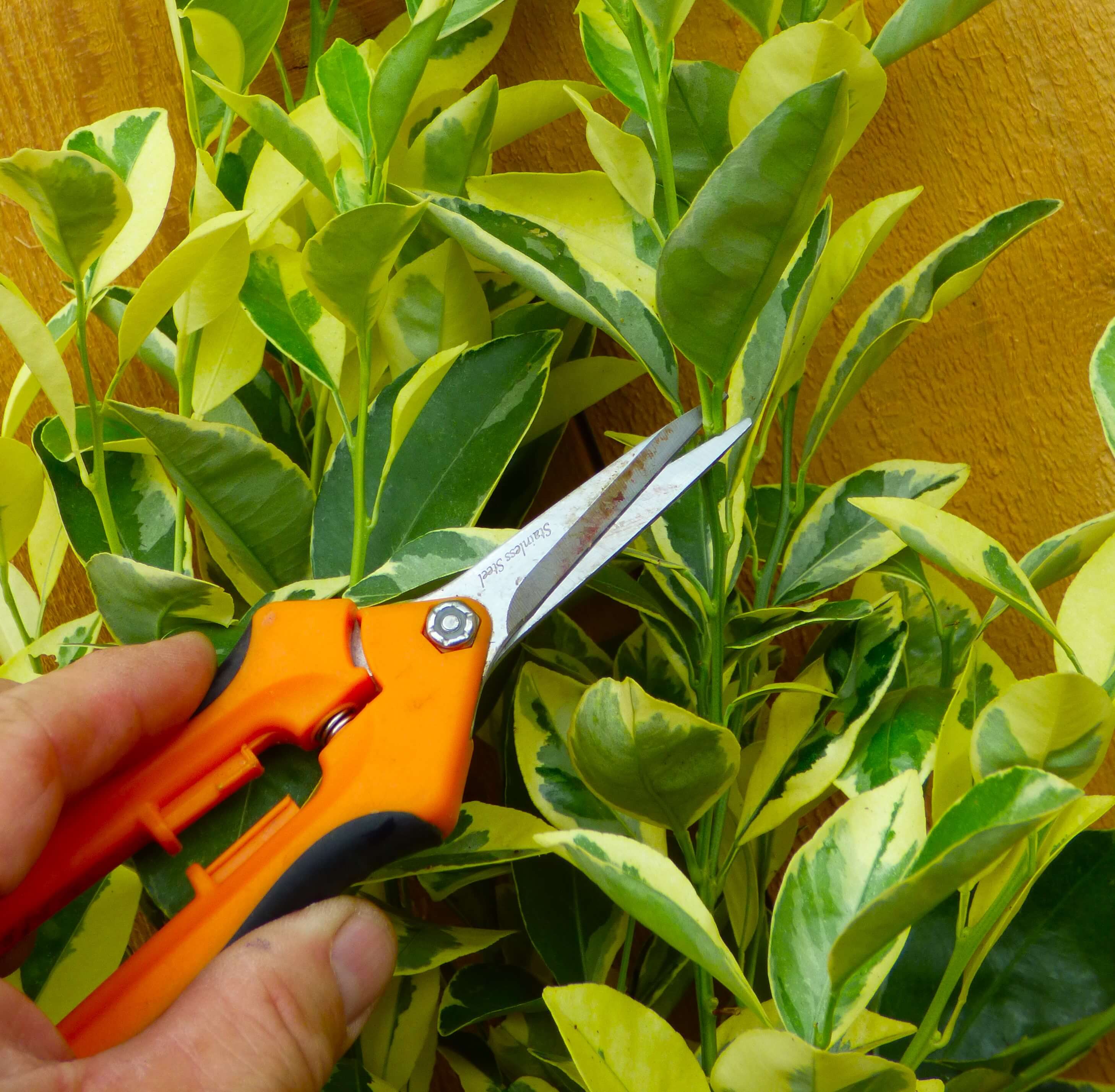 Pruning citrus plant
