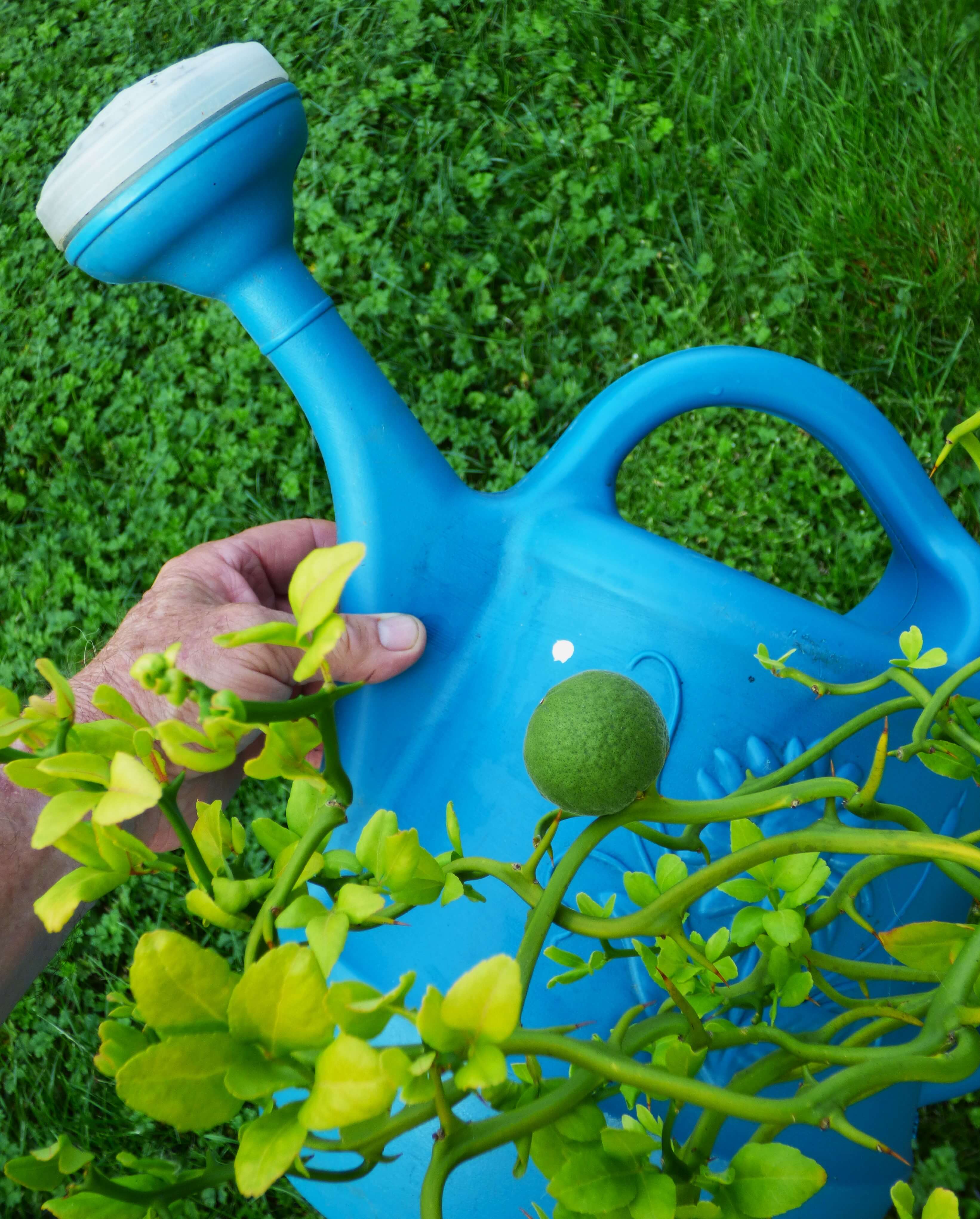 Blue Watering Can