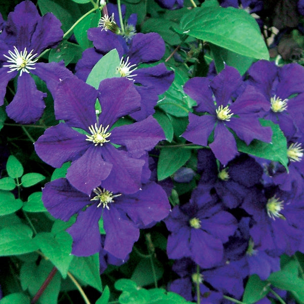 Clematis 'Jackmanii'