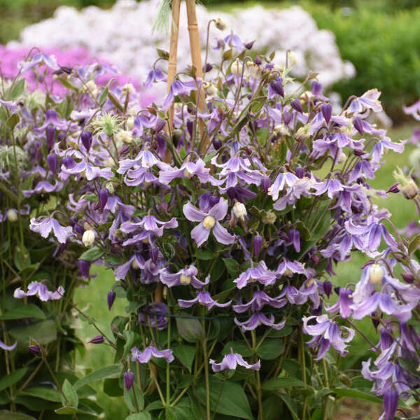 Clematis ‘Stand by Me Lavender’