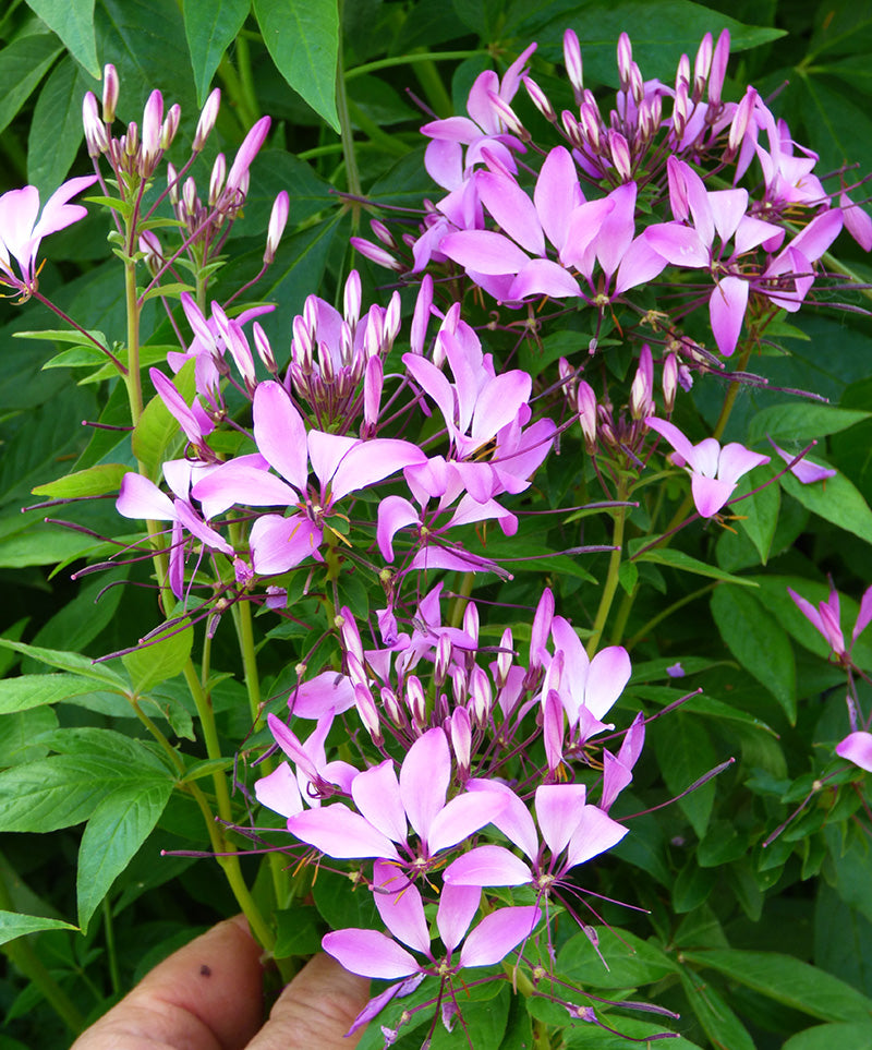 Cleome or Spider Flower Plant