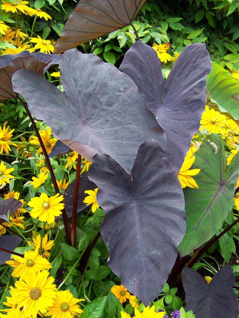 Colocasia 'Black Magic' Plant and Rudbeckia 'Irish Eyes' Plant