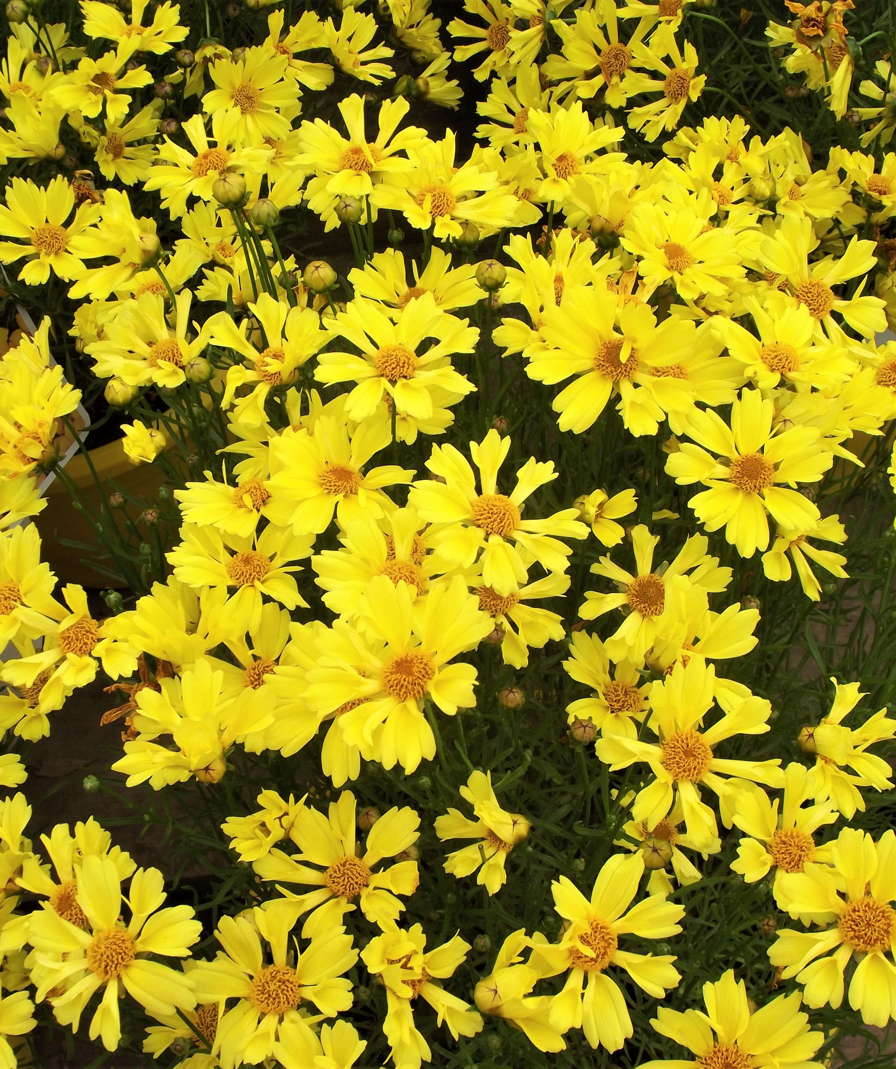 Mouse-Ear Coreopsis (Coreopsis auriculata)