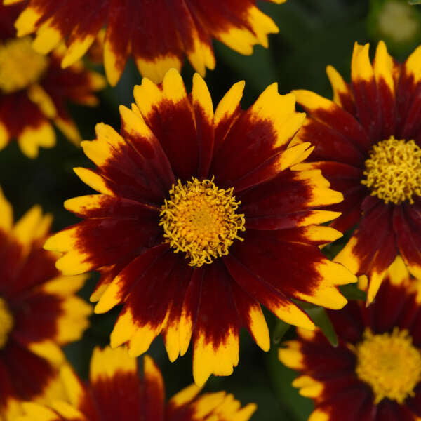 Coreopsis 'Uptick Red' - Plant