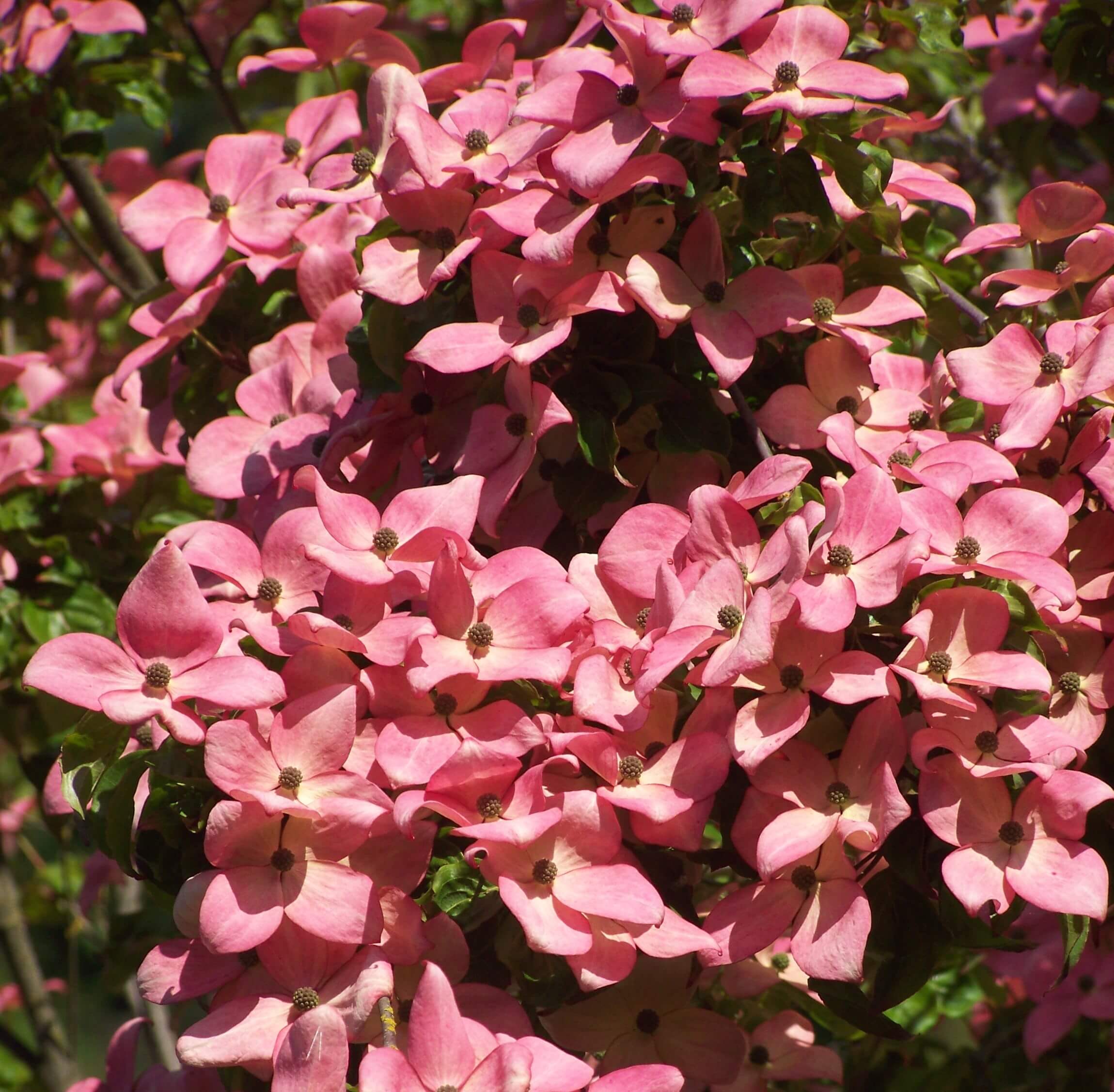 Pink Korean Dogwood