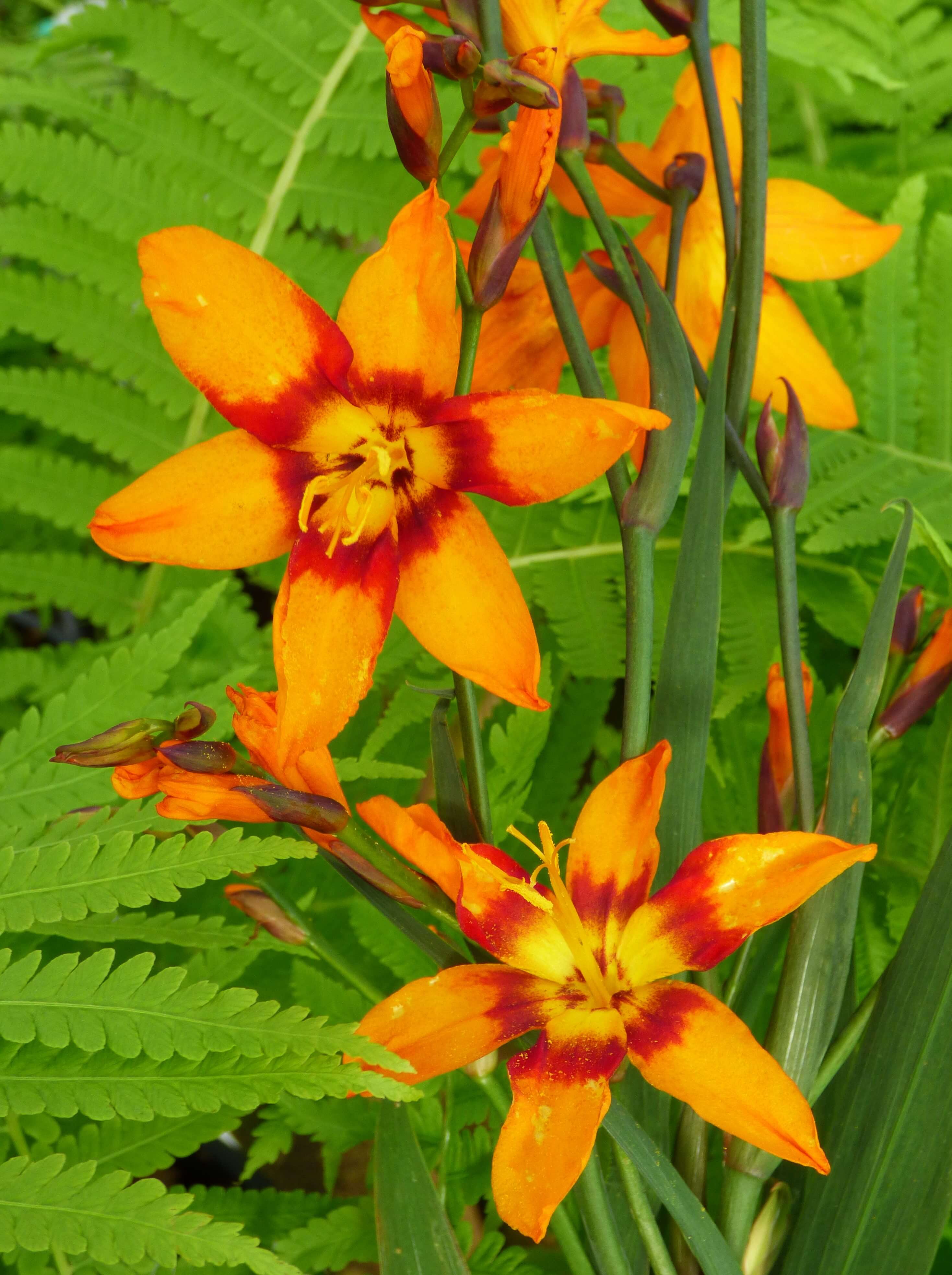 Crocosmia 'Emily Mackenzie'