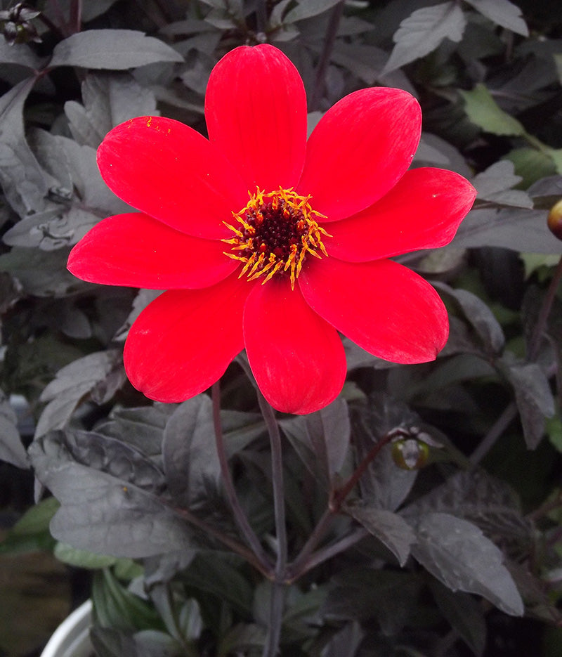 Dahlia 'Mystic Enchantment' Plant