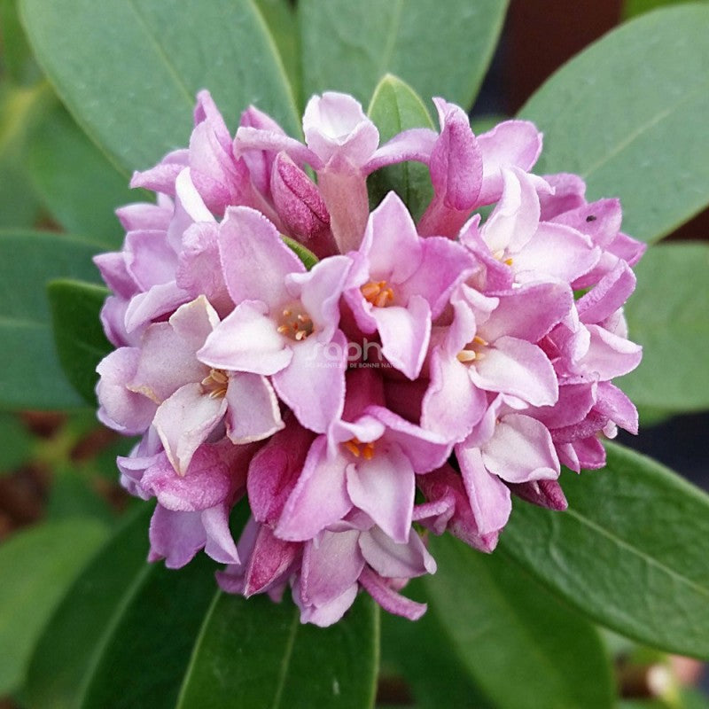 Daphne odora ‘Sweet Amethyst'