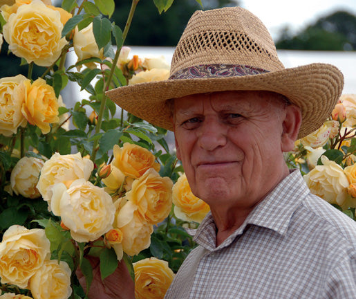 David Austin with Graham Thomas Rose