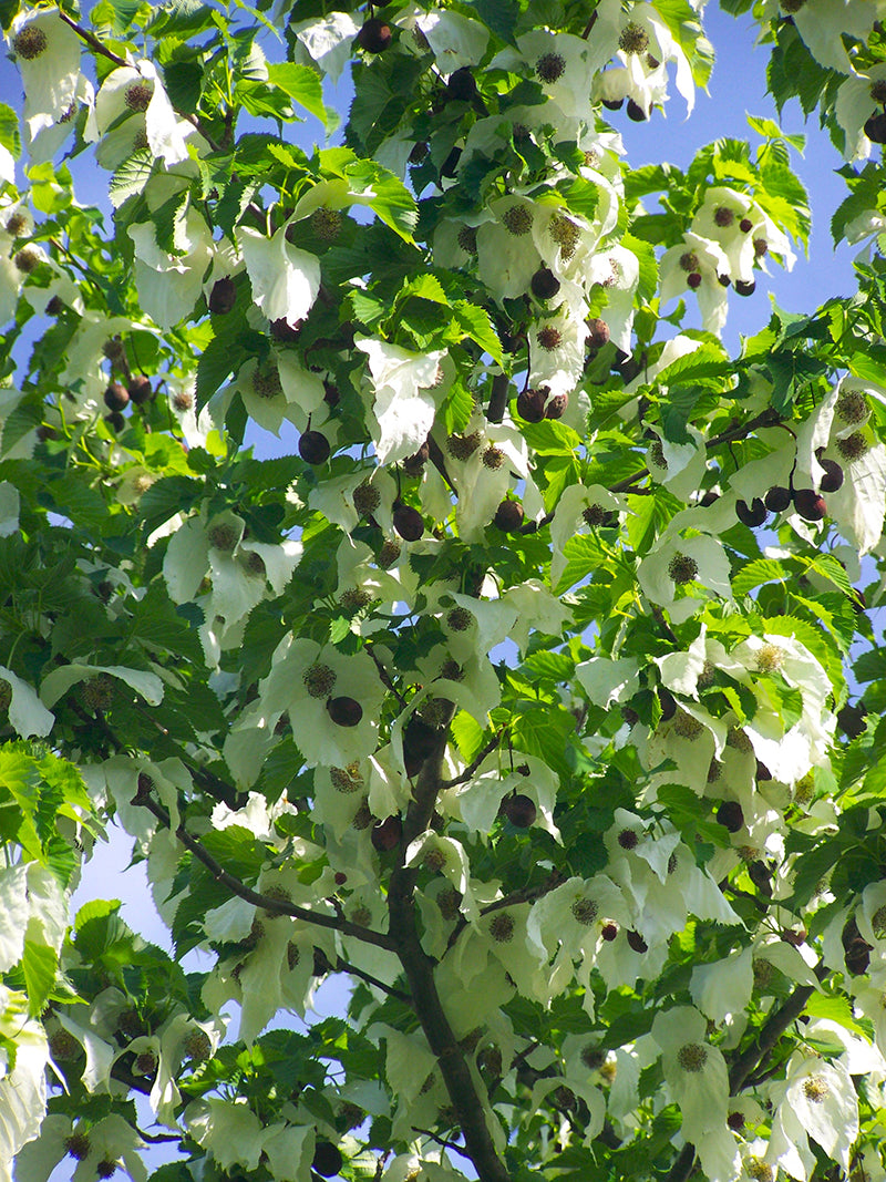 Davidia involucrata Tree