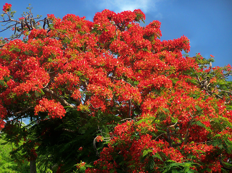 Delonix regia Plant