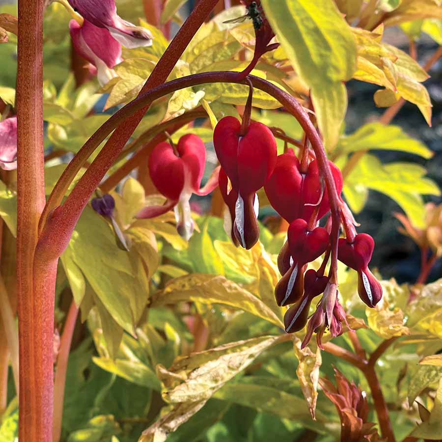 Dicentra 'Ruby Gold' - Bleeding Heart Plant