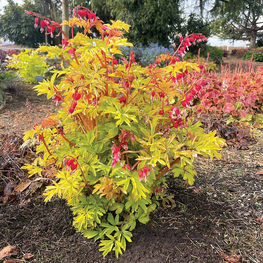 Dicentra spectabilis ‘Ruby Gold’