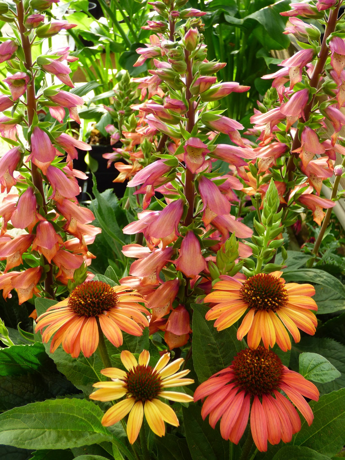 Digitalis x valinii ‘Firebird’ & Echinacea ‘MOOODZ Meditation’