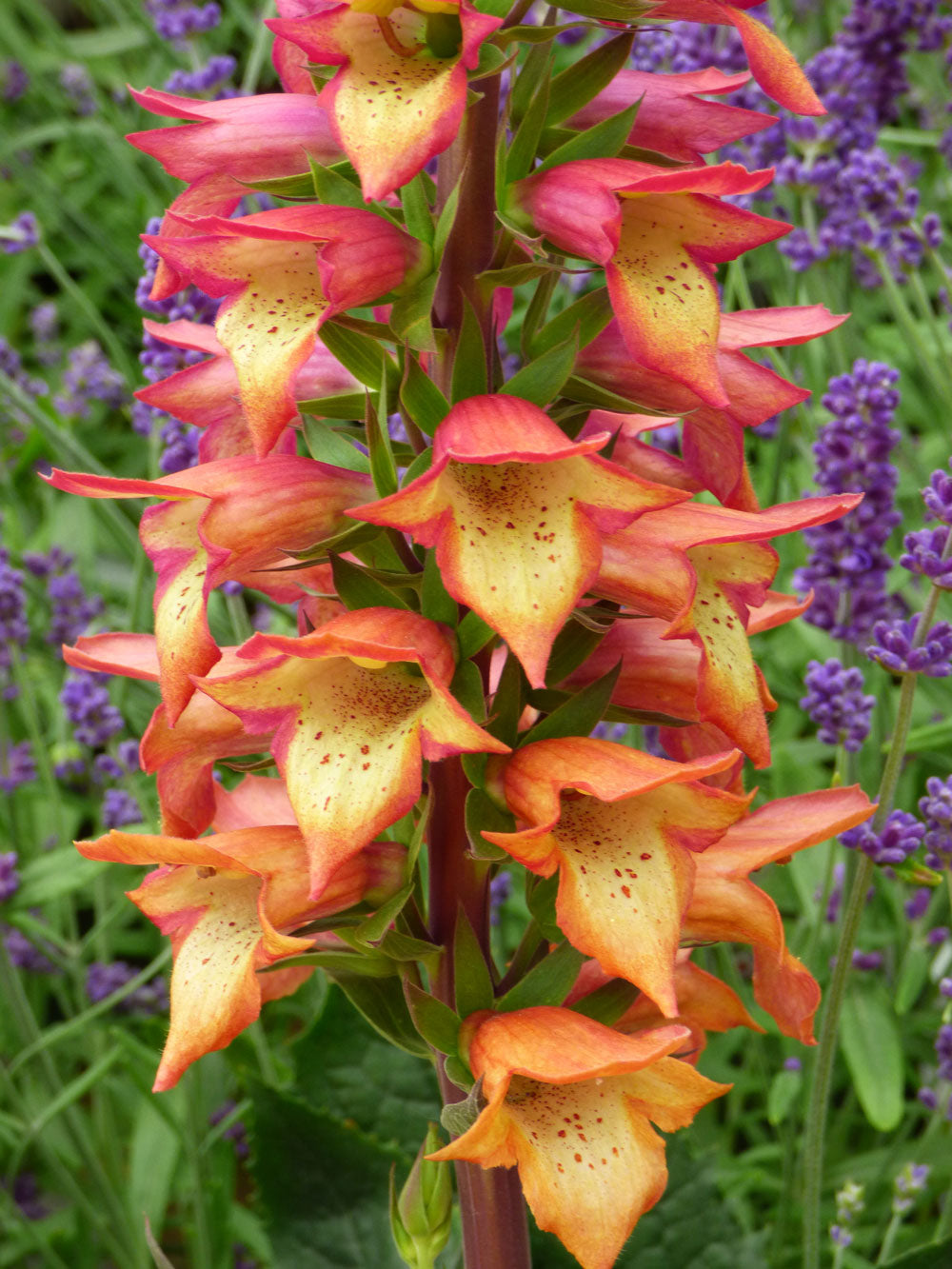 Digitalis x valinii ‘Firebird’