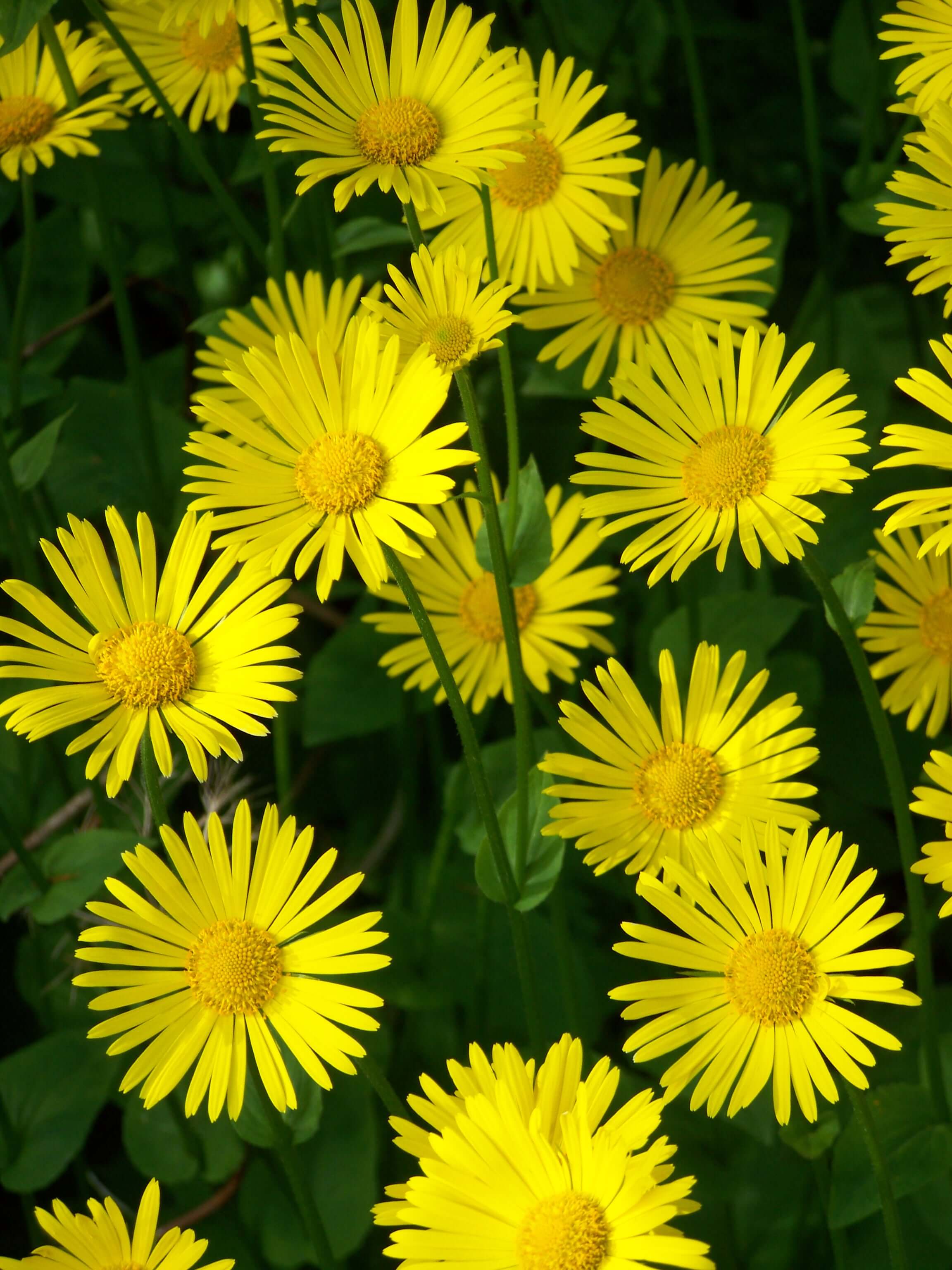 Leopard’s Bane (Doronicum orientale)