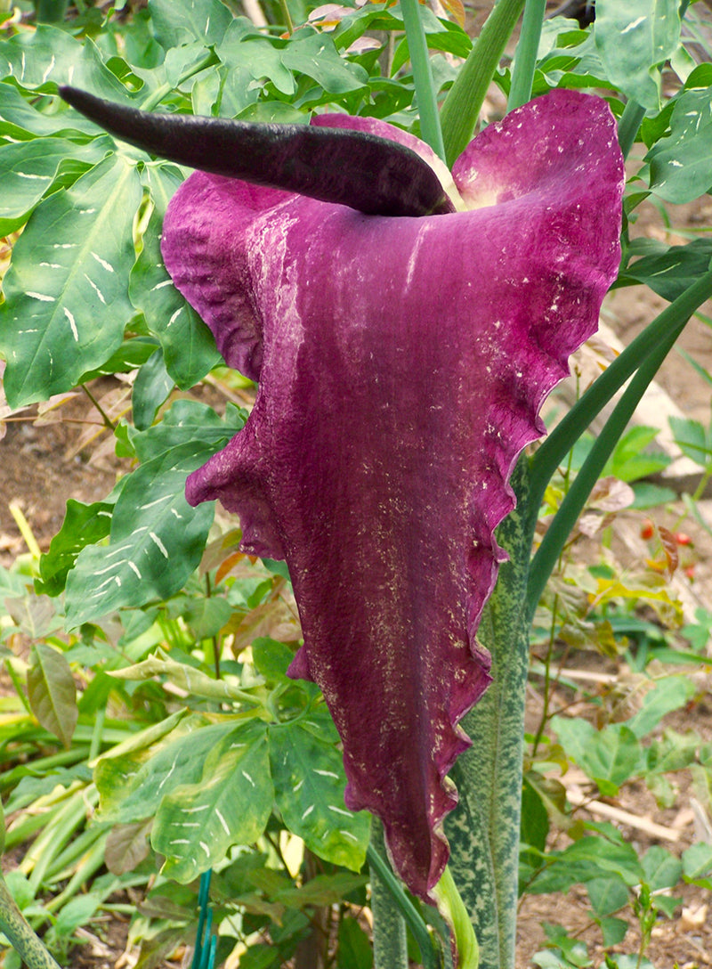 Dracunculus vulgaris Plant aka Voodoo Lily