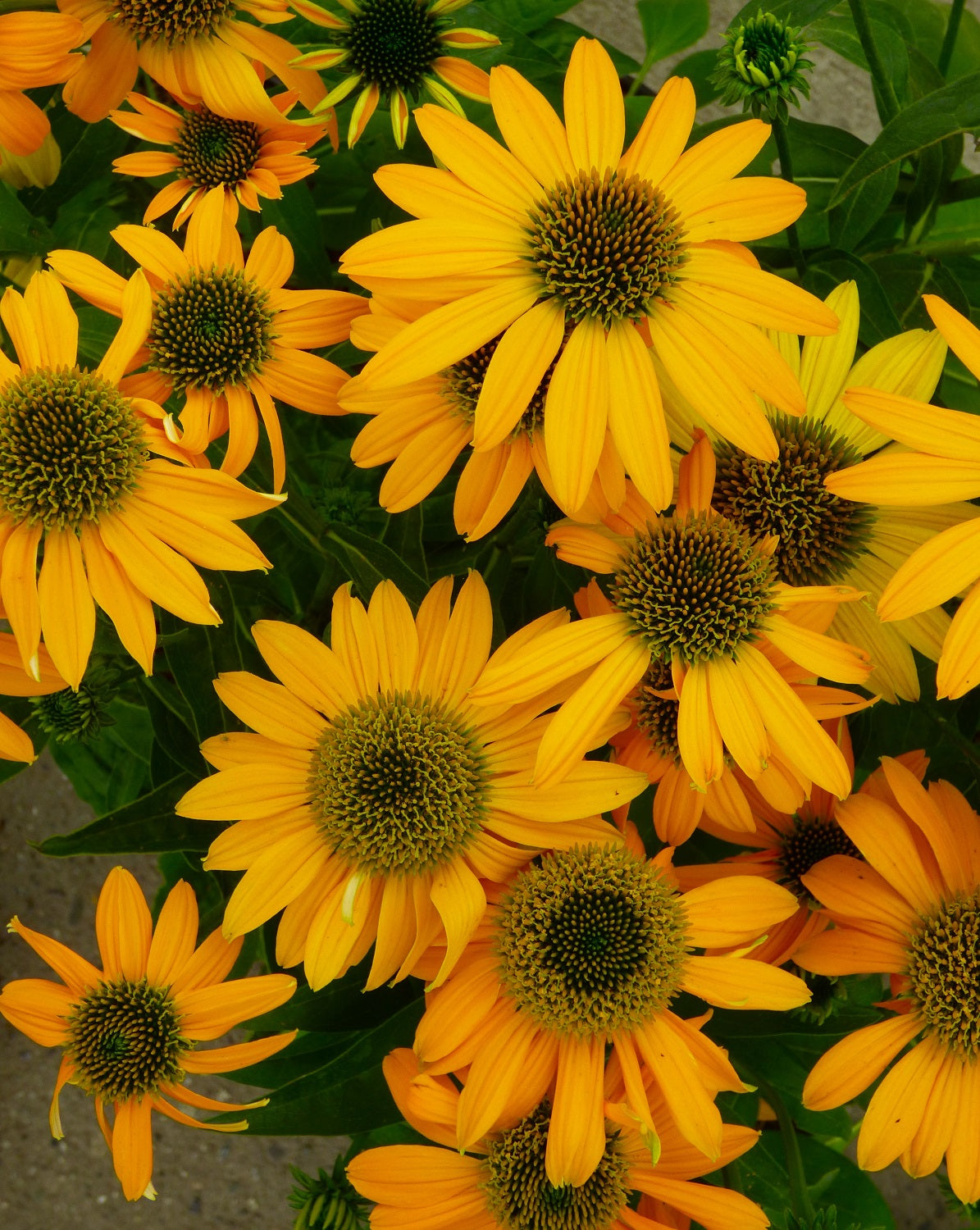 Echinacea 'Artisan Yellow Ombre'