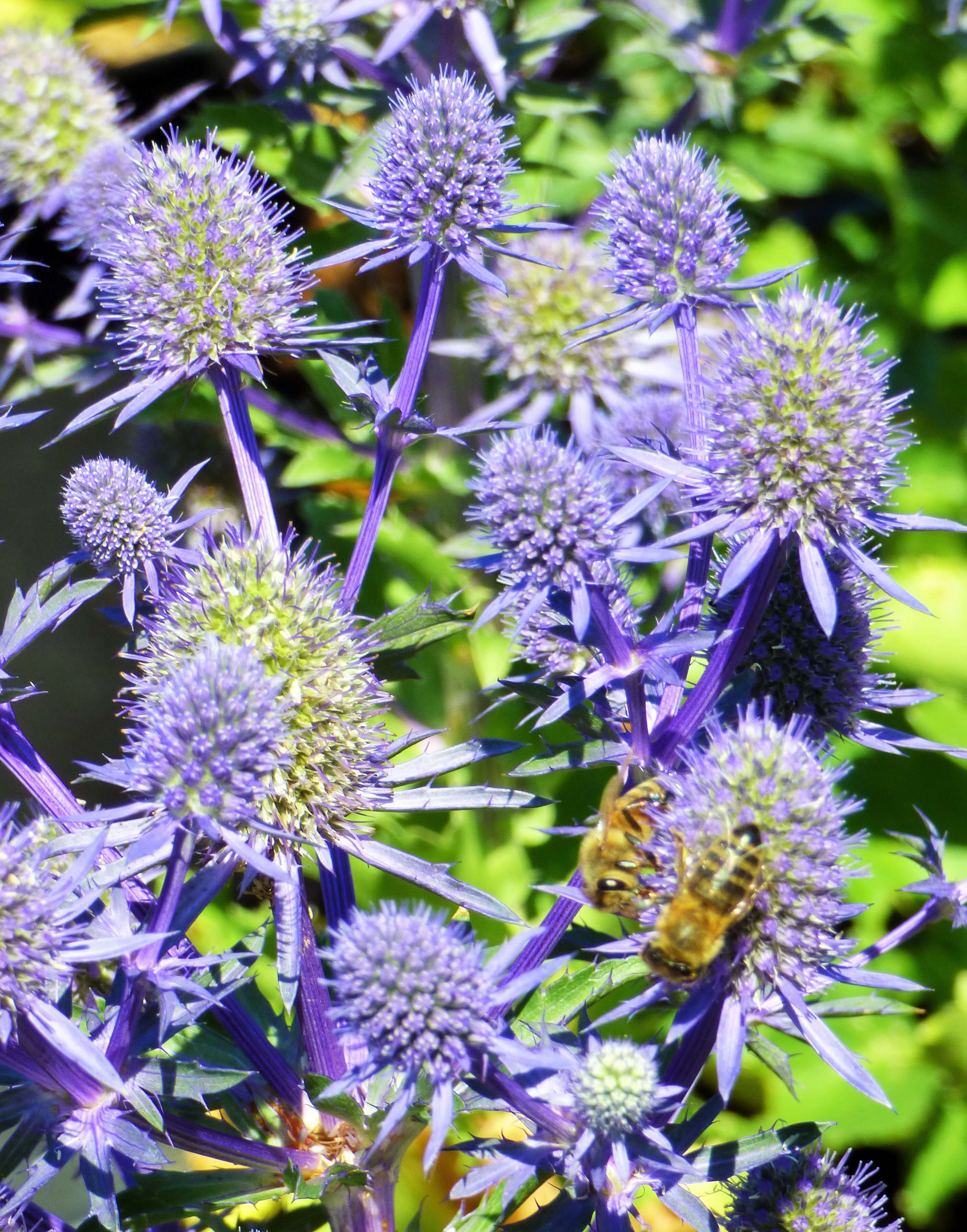 Eryngium ‘Blue Hobbit’