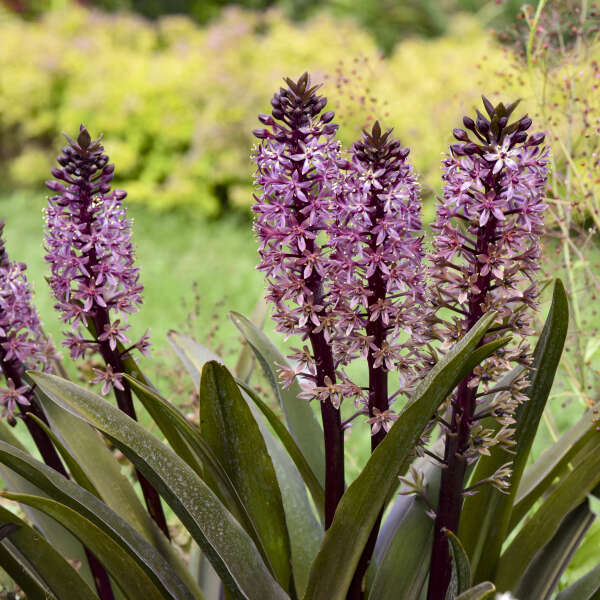 Eucomis ‘Purple Reign’ Plant