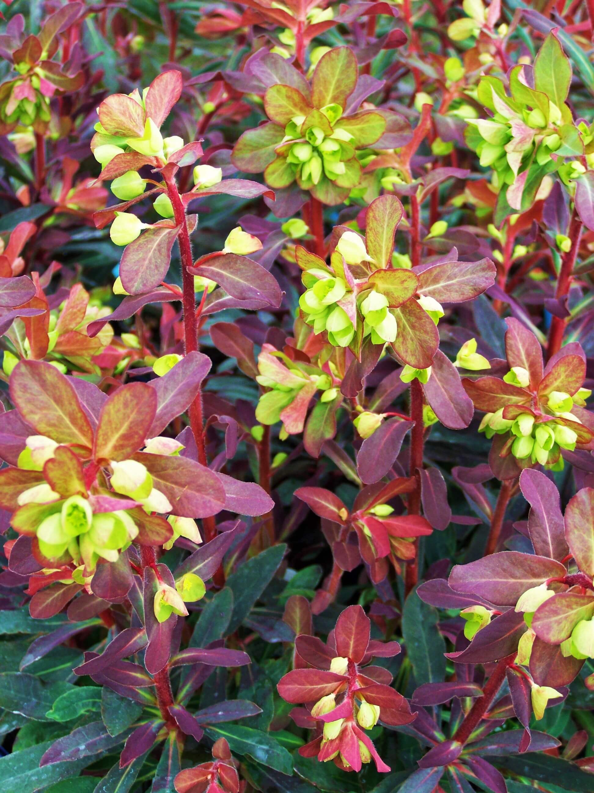 Euphorbia amygdaloides ‘Purpurea’