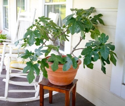 Ficus carica ‘Fignomenal'