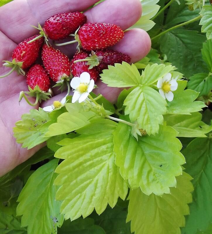 Fragaria vesca 'Wild Strawberry'