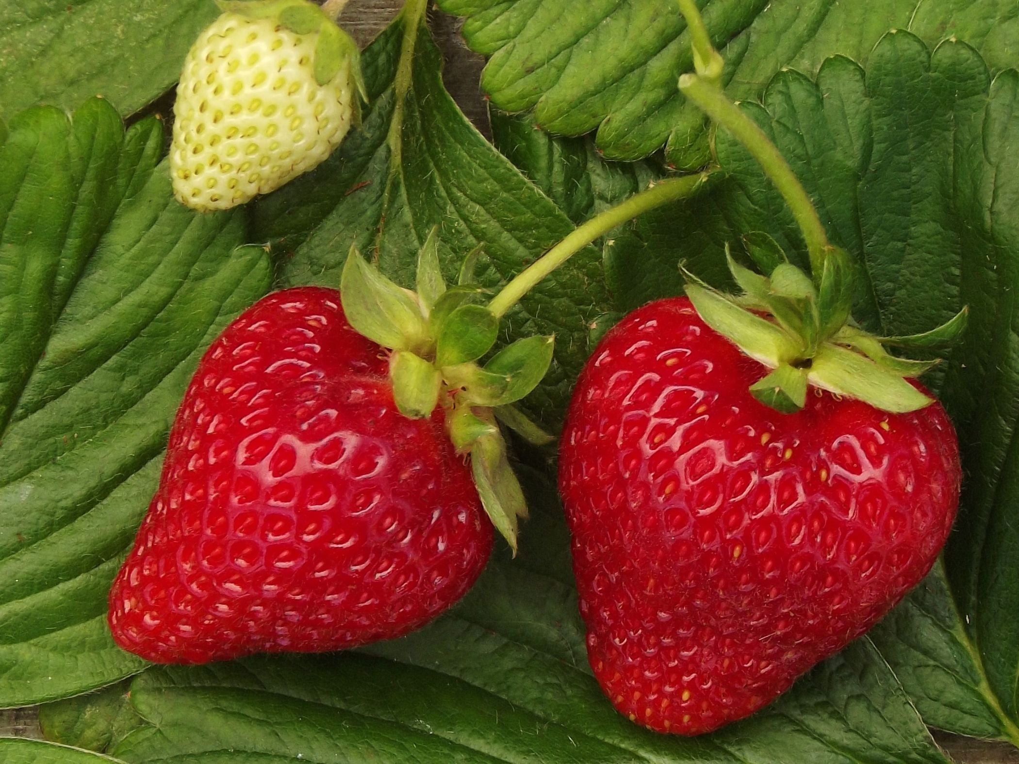Strawberry 'Albion'