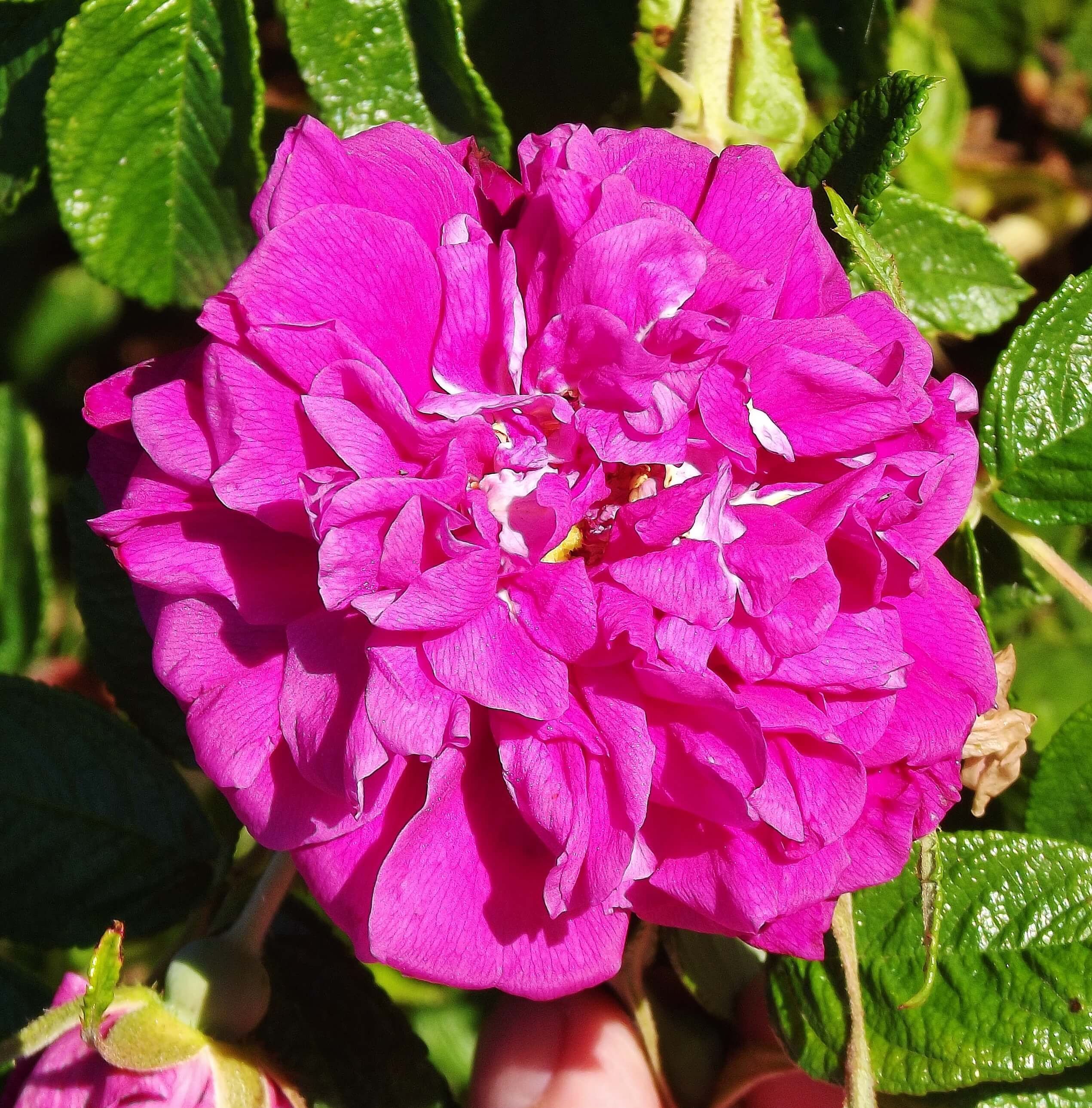 ‘Hansa’ (Rugosa / 1905)