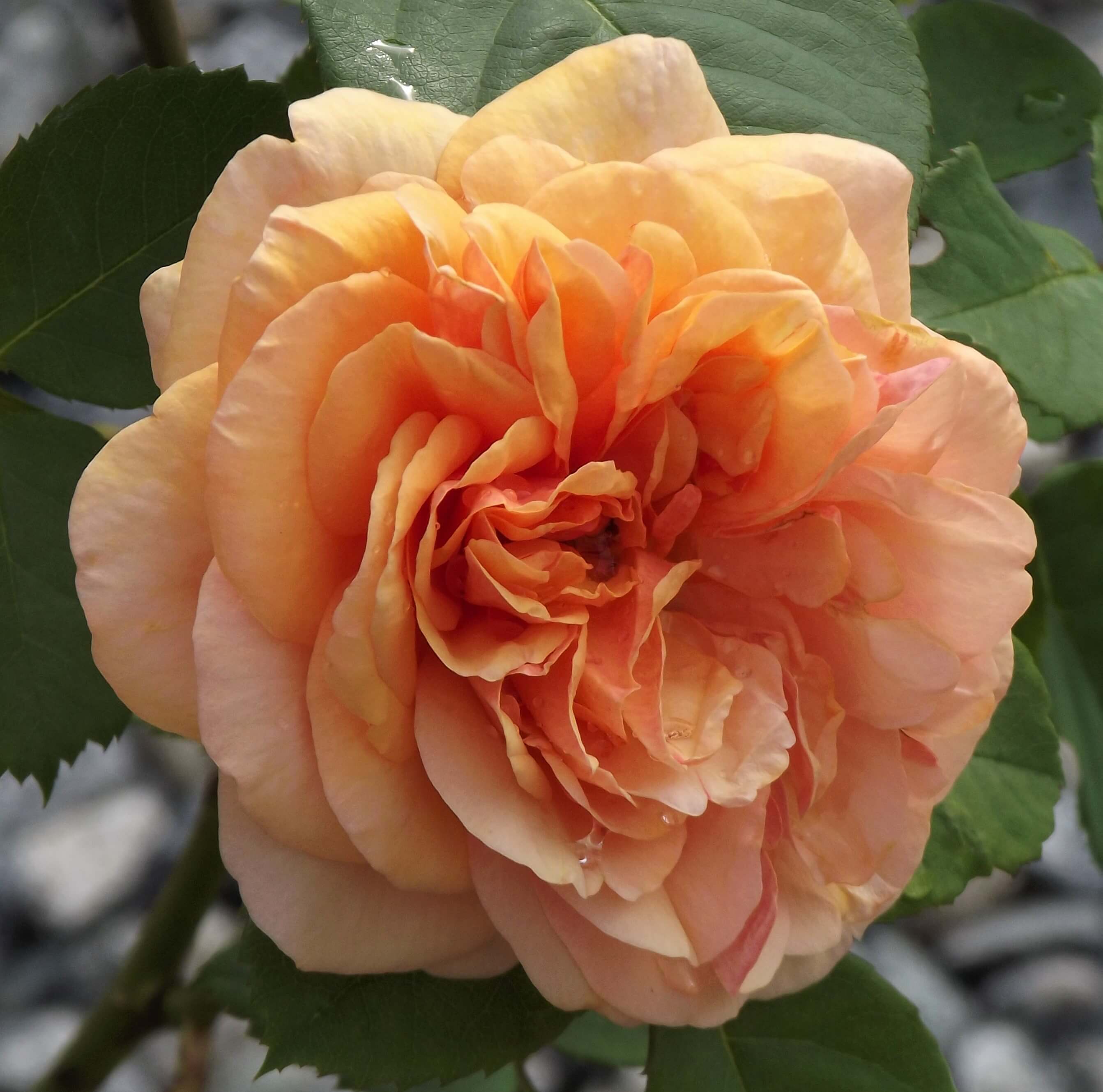 ‘Charles Austin’ (English Rose / 1973)