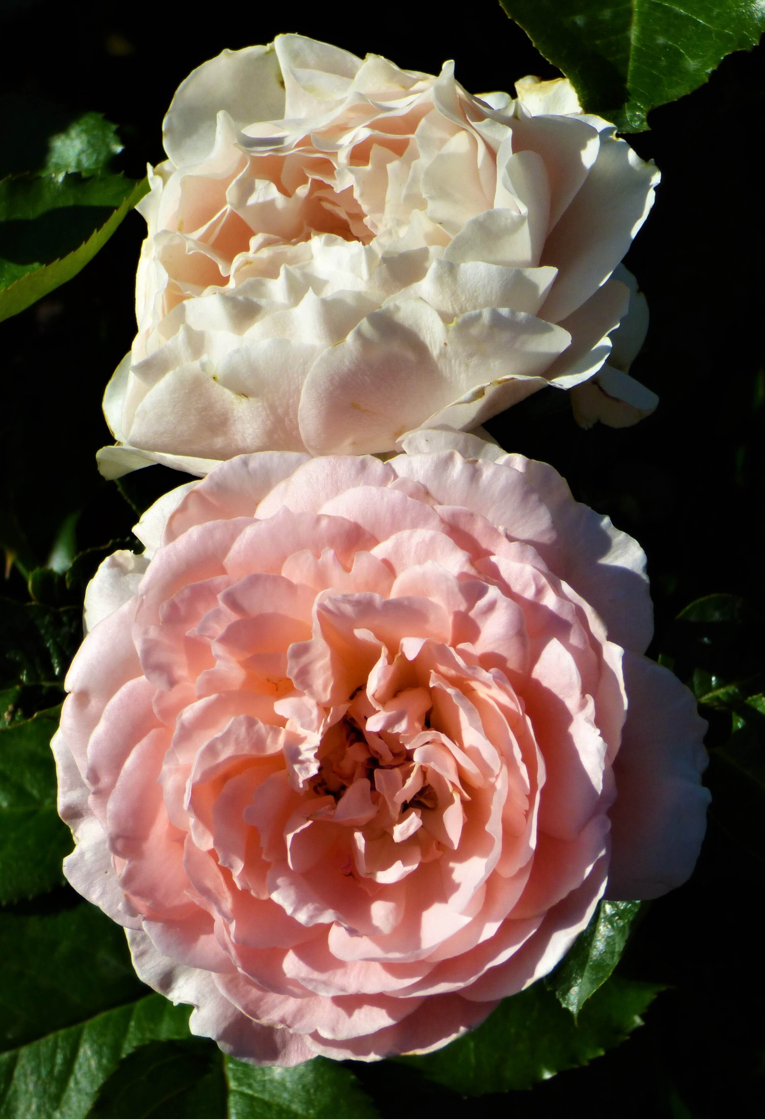 ‘L’Aimant’ (Floribunda / 1990)