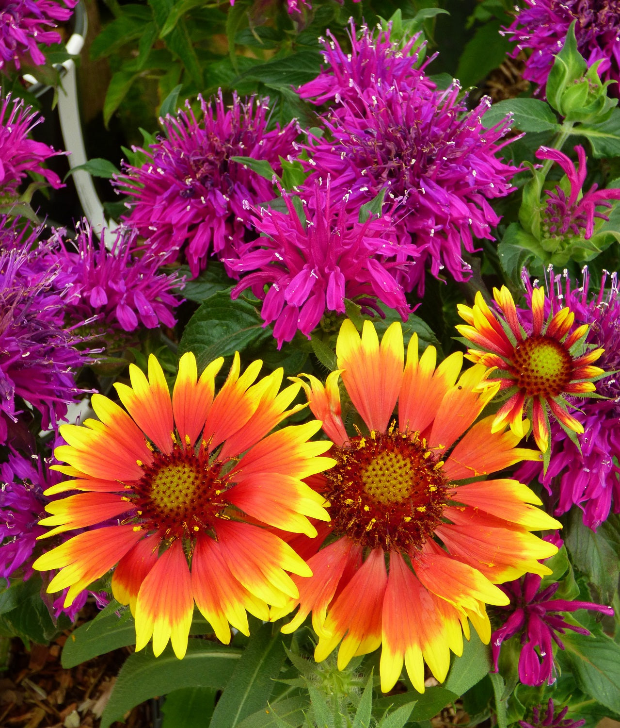 Gaillardia ‘Dwarf Goblin’ & Monarda ‘Balmy Purple’