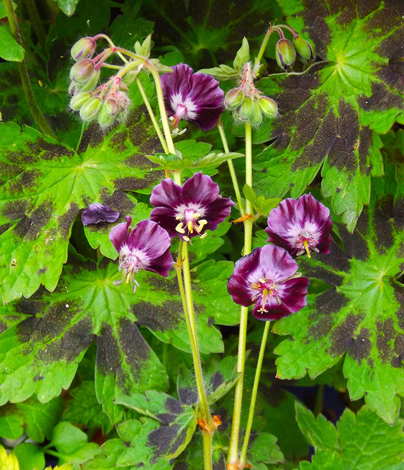 Geranium 'Samobor' Plant