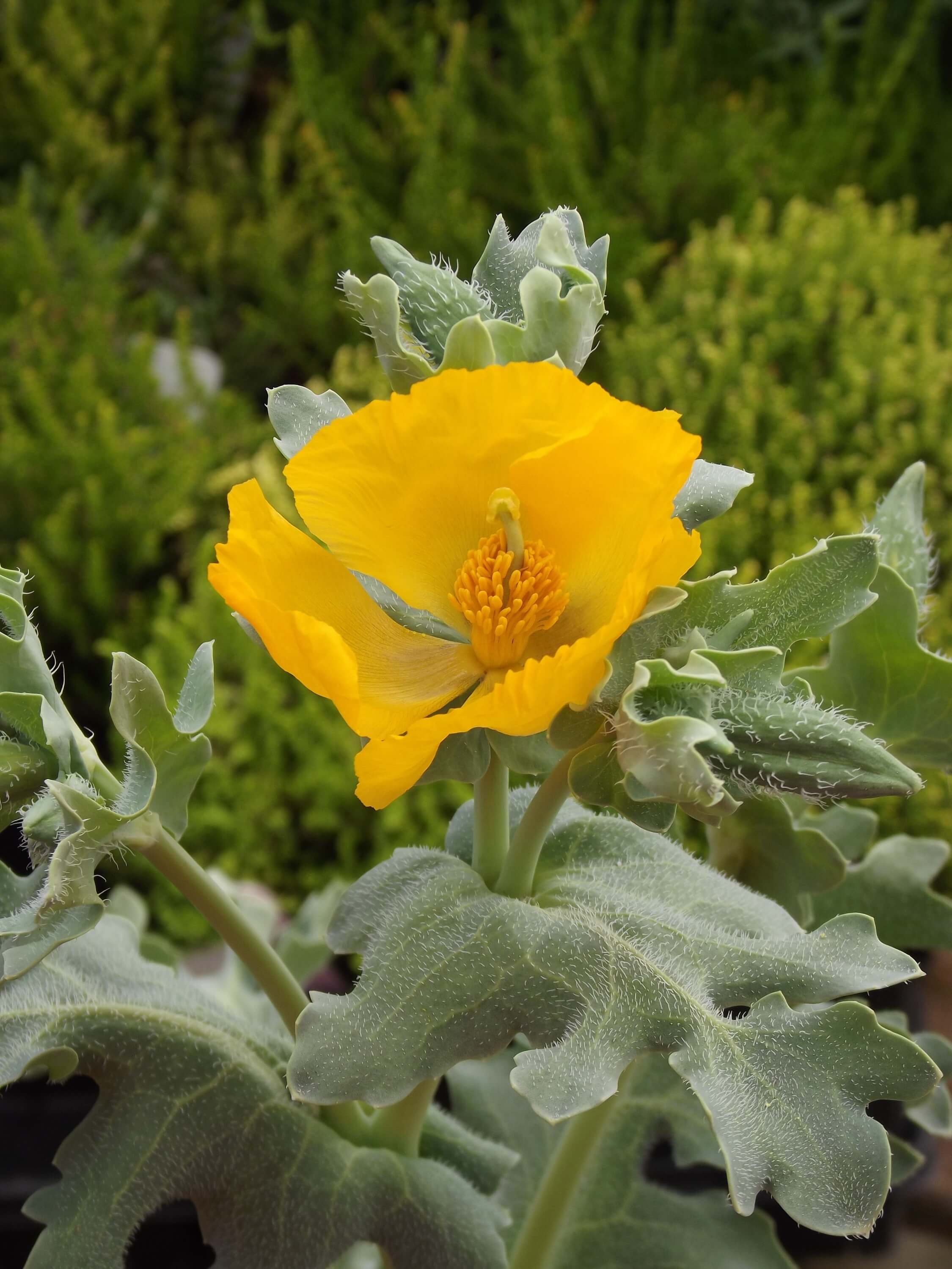 Horned Poppy (Glaucium flavum)