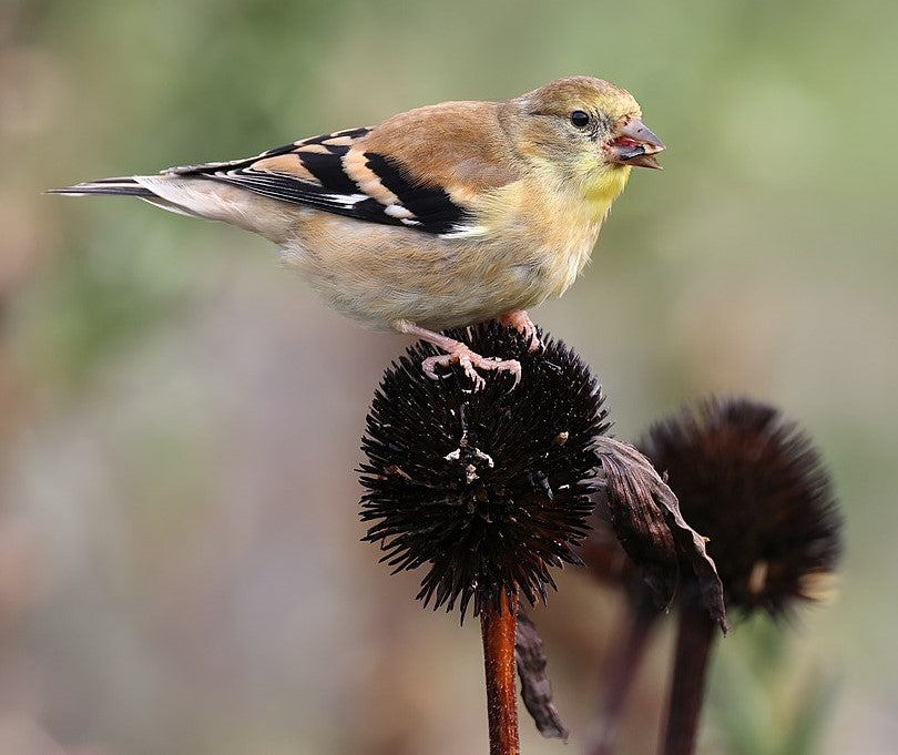 Goldfinch Eating Echinacea Seeds - Cephas Wikipedia