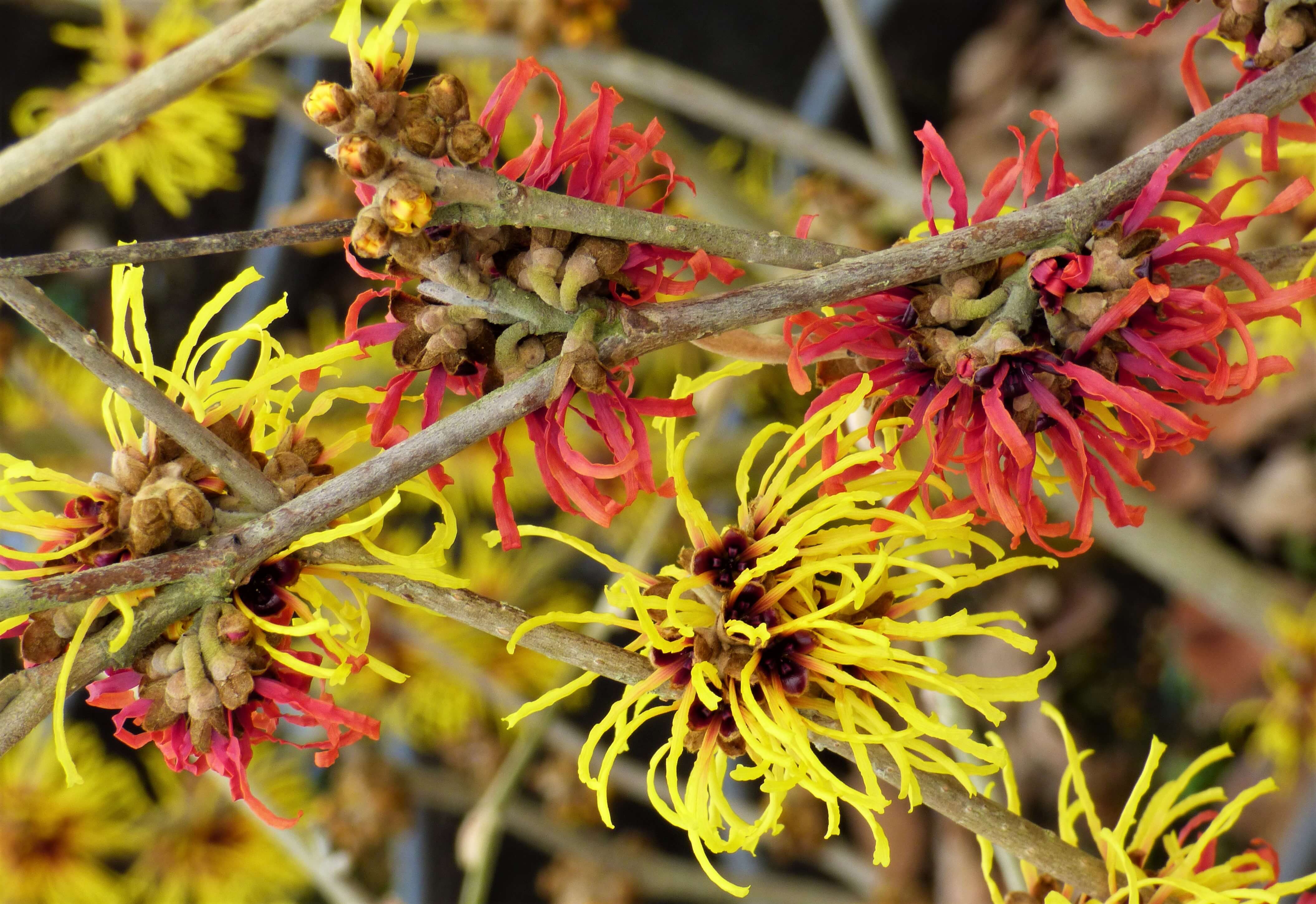 Witch Hazel Varieties