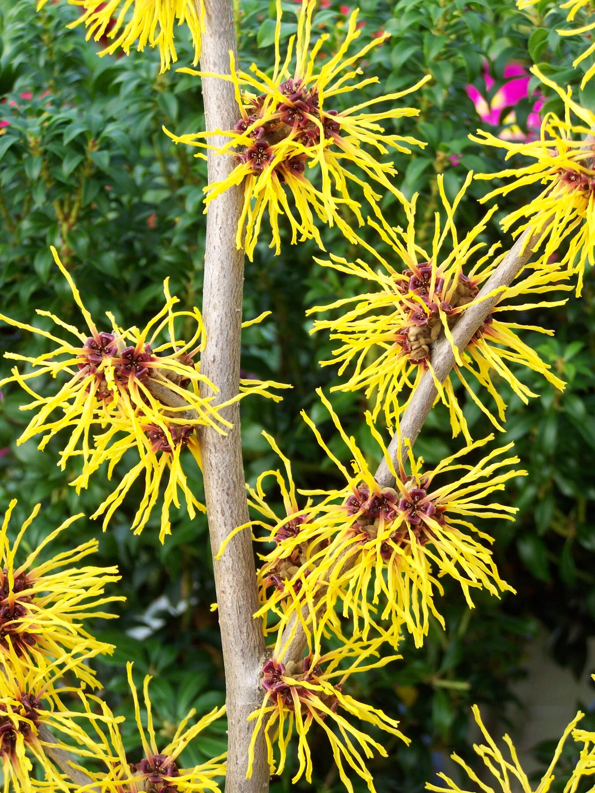 Chinese Witch Hazel (Hamamelis mollis)