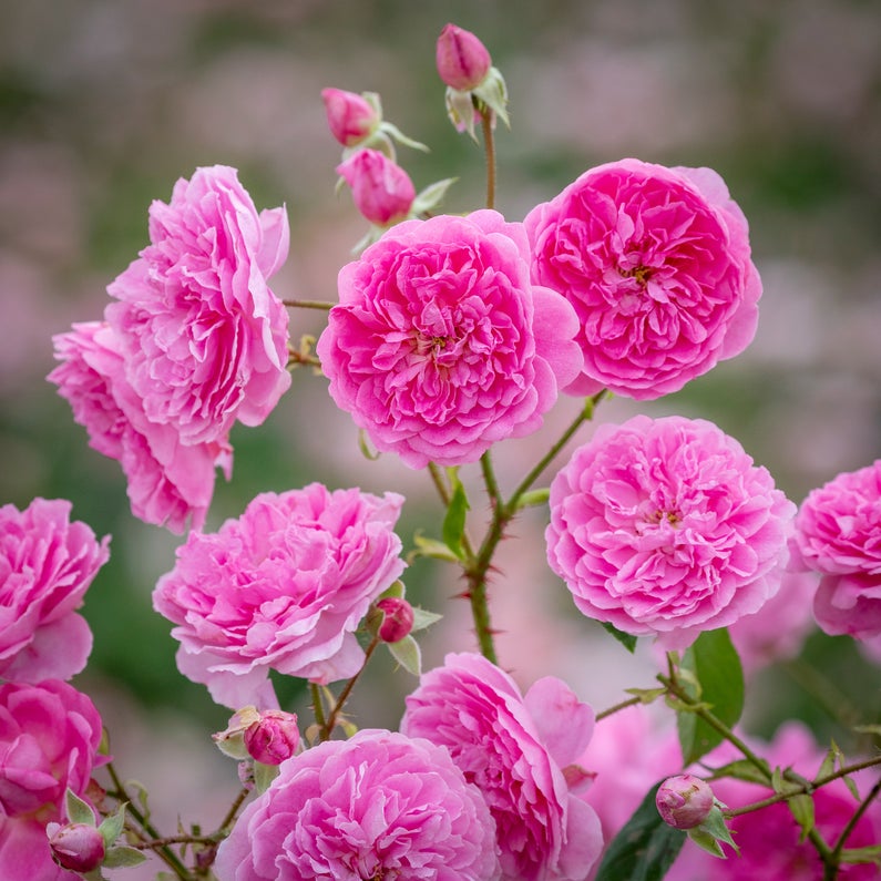 David Austin Rose 'Harlow Carr'