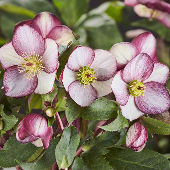 Helleborus ‘Ice N’ Roses Rosado’