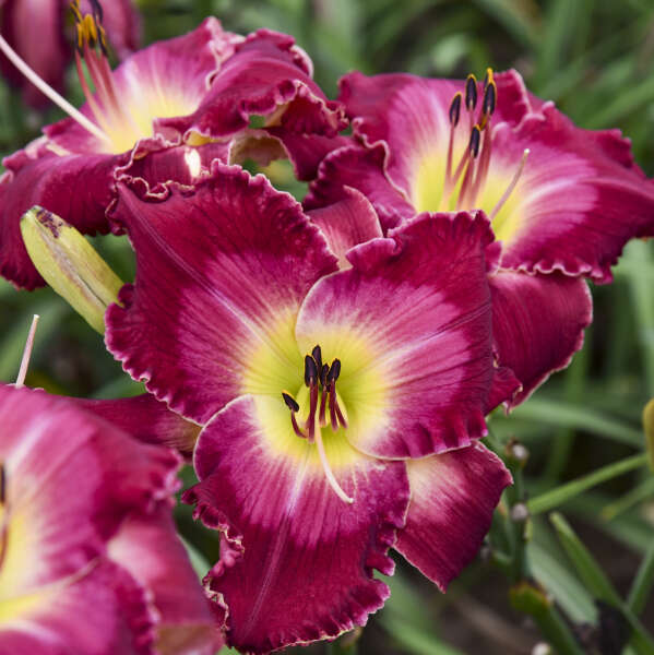 Hemerocallis ‘Blood, Sweat, and Tears’ Plant