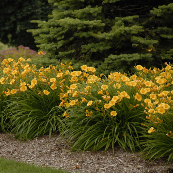 Hemerocallis ‘Stella D’Oro’