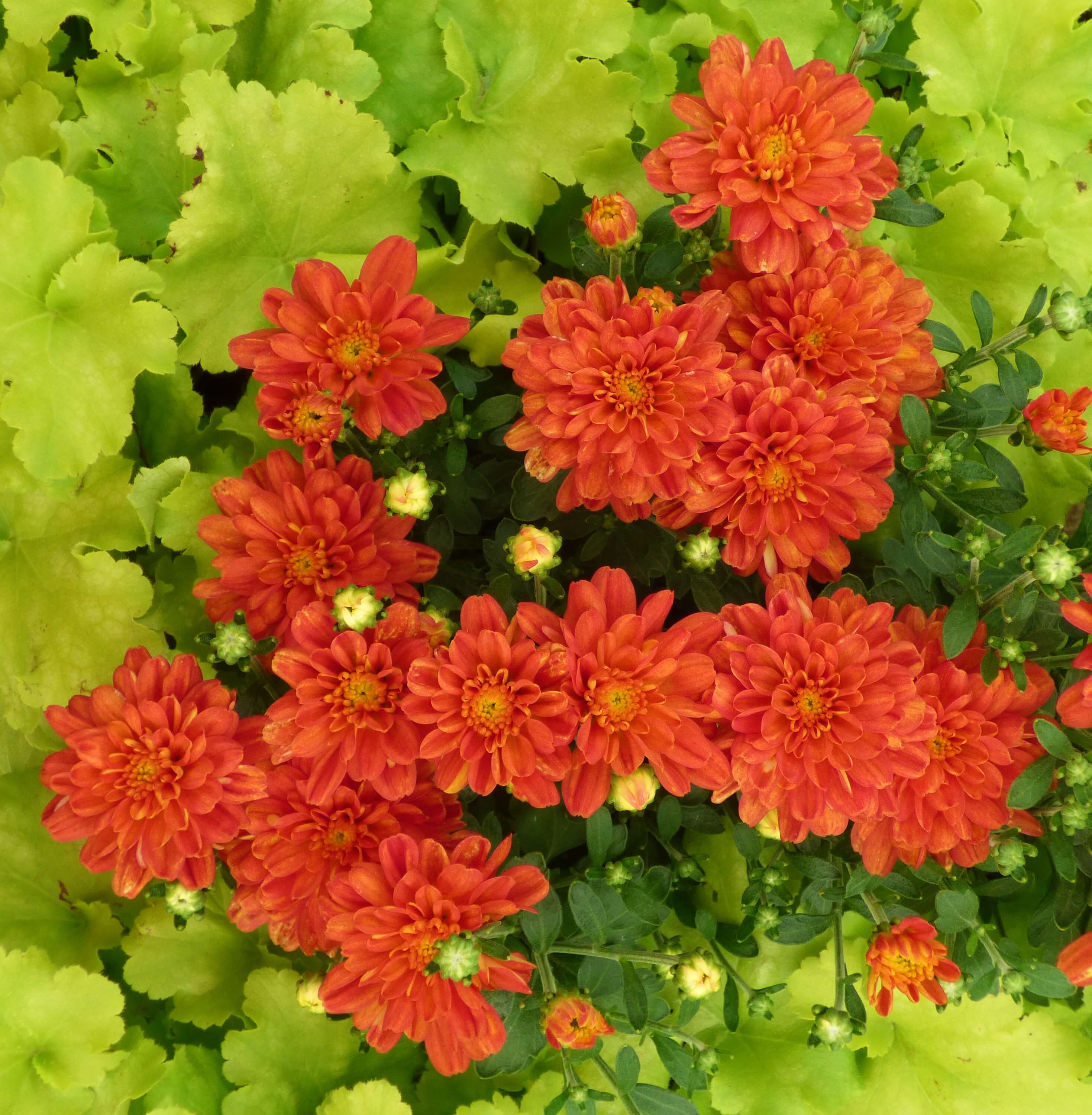 Heuchera ‘Dolce Apple Twist’ & Chrysanthemum ‘Ditto Dark Orange’