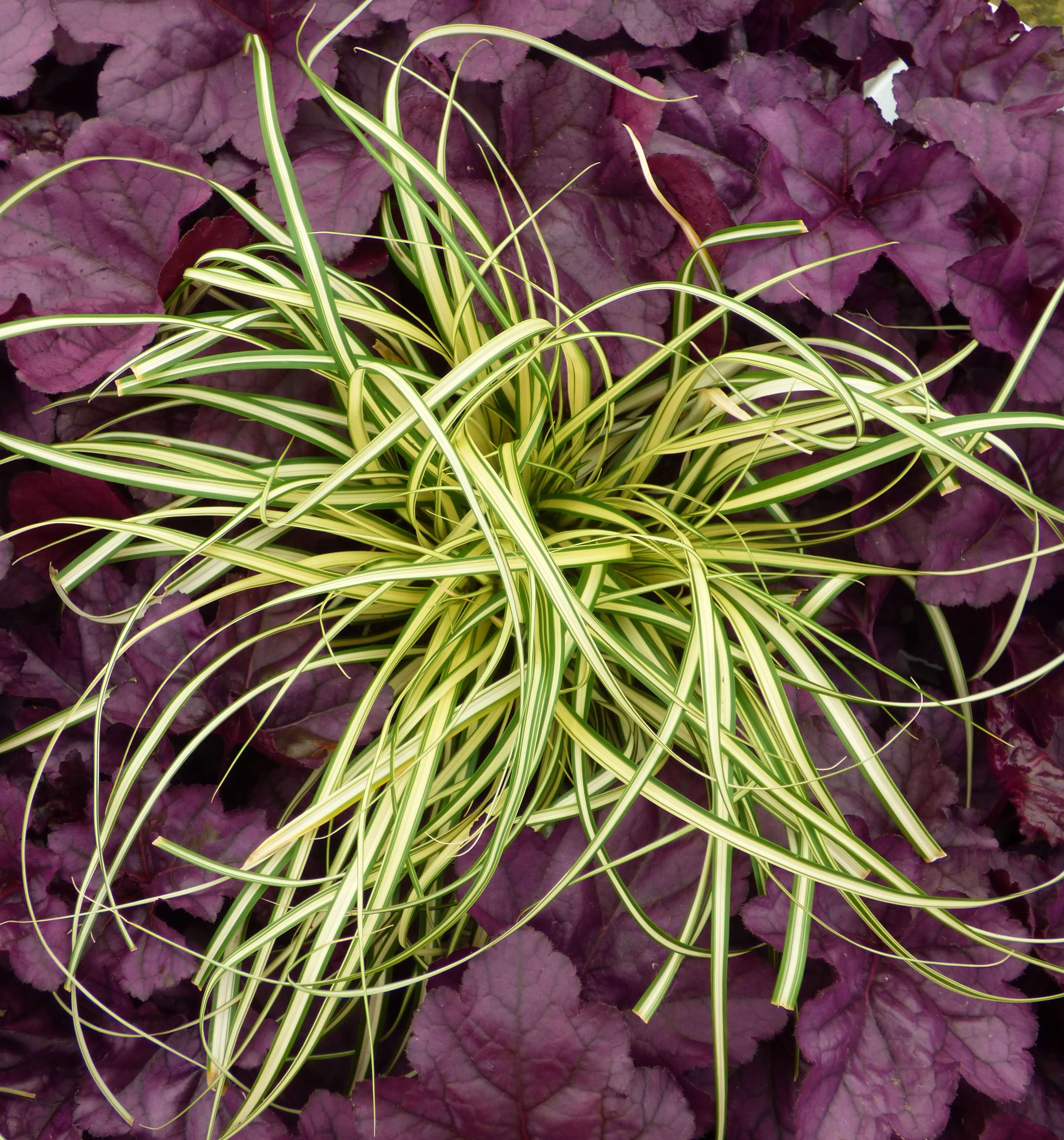 Heuchera ‘Dolce Wildberry’ & Carex ‘Evergold’