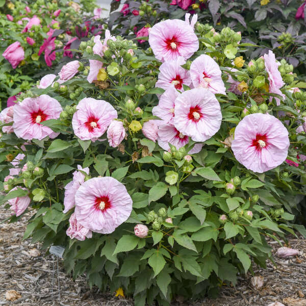 Hibiscus ‘All Eyes on Me’ Plant