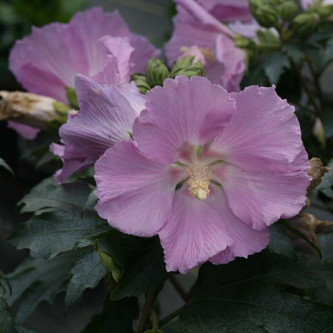 Hibiscus x ‘Pollypetite’