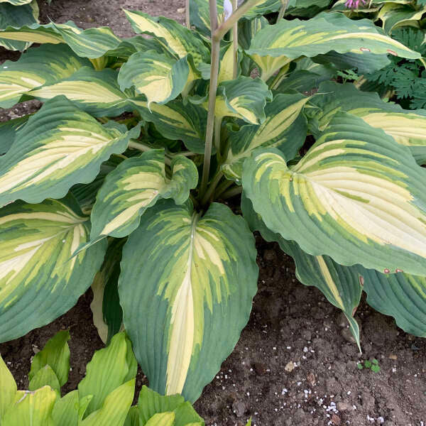 Hosta ‘Love Story’ Plant