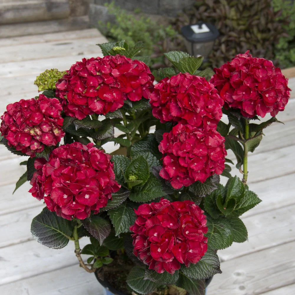 Hydrangea macrophylla ‘Cherry-Go-Round’